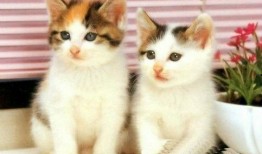 四只猫闺蜜爆料视频下载